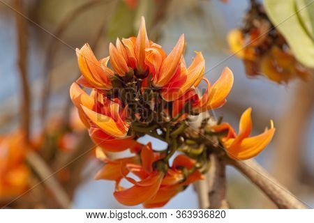 Polash Flower In Full Bloom