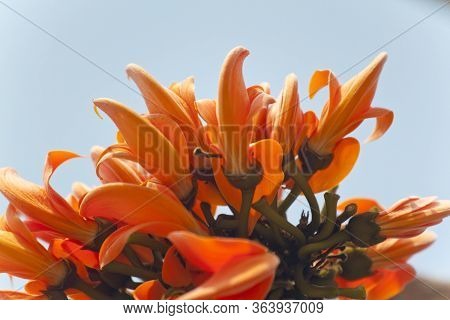 Polash Flower In Full Bloom