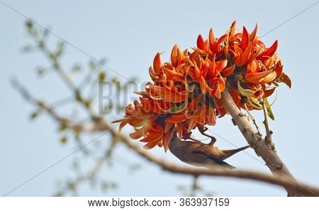 Polash Flower In Full Bloom