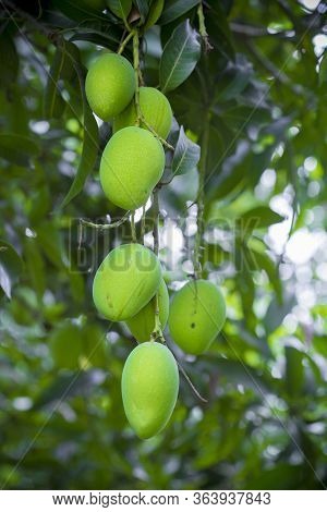 Mango Growing On Tree.
