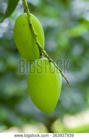 Mango Growing On Tree.
