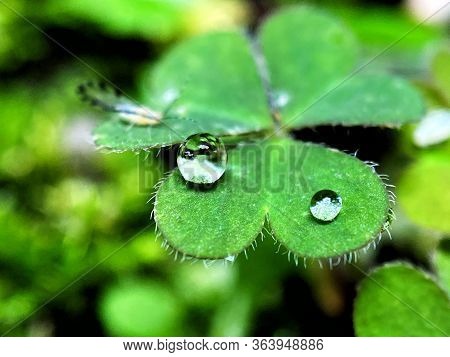 Water Drops On The Leave On The Green Background