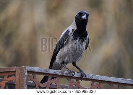 Hooded Crow Corvus Cornix . Grey Crow Perching On Wood Fence