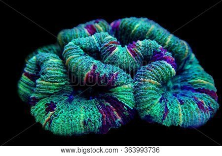 The Folded Brain Coral - ( Wellsophyllia Radiata )
