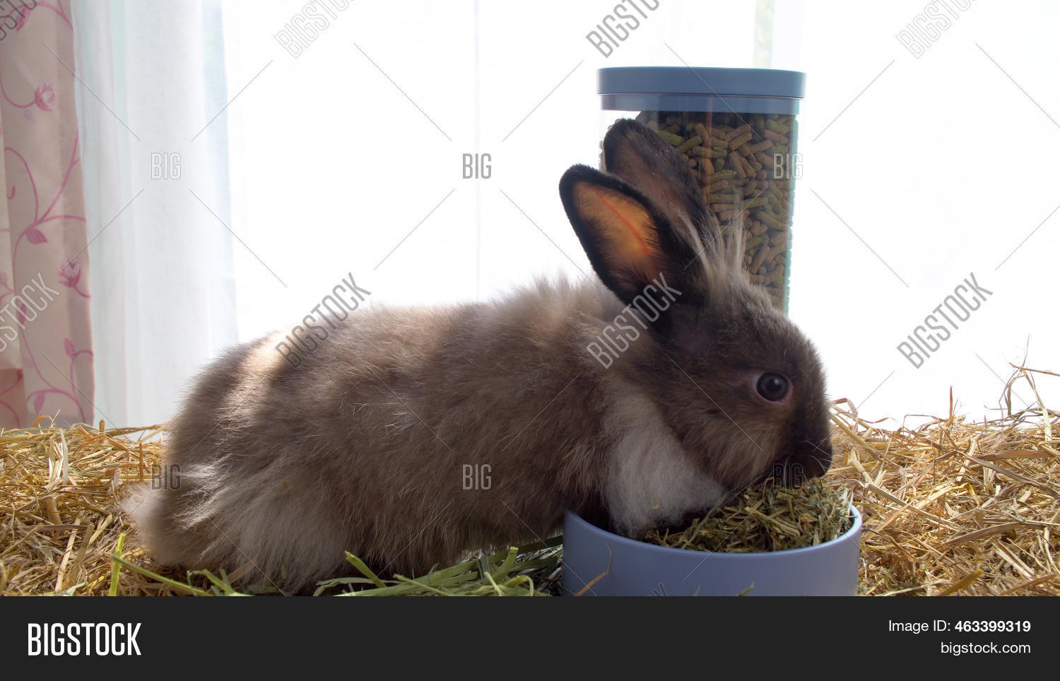 Healthy Young Rabbit Image & Photo (Free Trial) | Bigstock