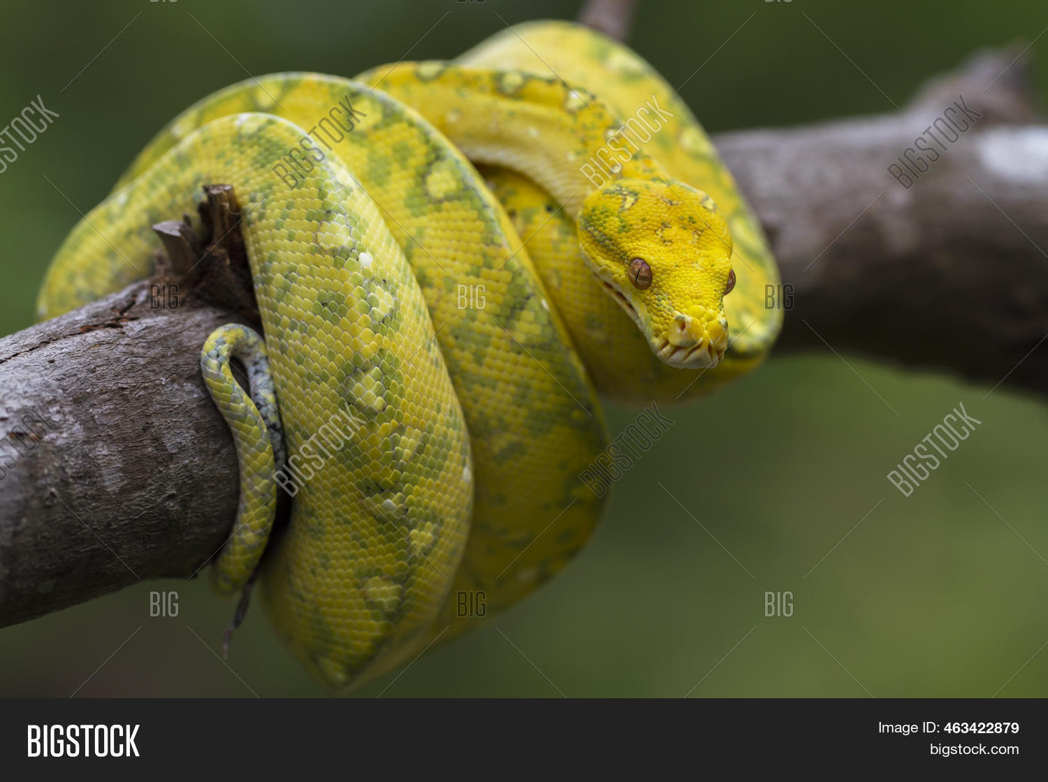 Green Tree Python Image & Photo (Free Trial) | Bigstock