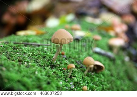 Psathyrella Candolleana, Group Of Mushrooms Growing In Green Moss On Fallen Tree Trunk