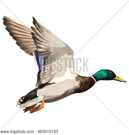 Flying Wild Duck Realistic Vector Illustration Icon.