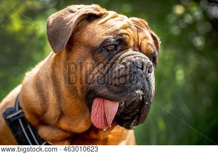 Portrait Of A Large Bordeaux Great Dane With Black Mask And Large Tongue