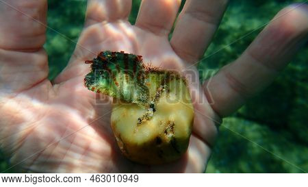Bivalve Mollusk Rayed Pearl Oyster (pinctada Radiata) On The Hand Of A Diver, Aegean Sea, Greece, Ha