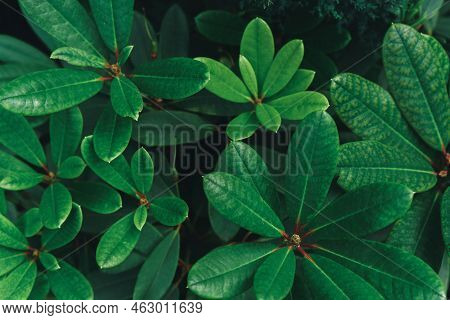 Abstract Background Of Many Different Tropical Green Leaves. Natural Textured Foliage Backdrop. Lush