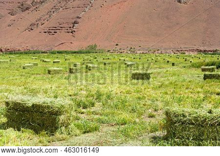 Straw Bales In Andean Mountains At Quebrada Paredones In Northern Chile.