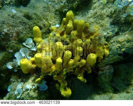 Yellow Tube Sponge Or Aureate Sponge (aplysina Aerophoba) Undersea, Aegean Sea, Greece, Halkidiki