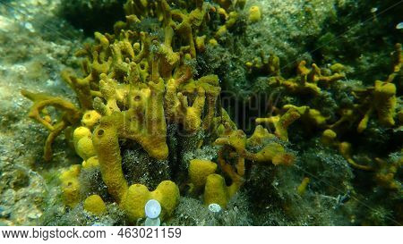 Yellow Tube Sponge Or Aureate Sponge (aplysina Aerophoba) Undersea, Aegean Sea, Greece, Halkidiki