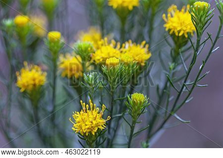 Flowers Of A Goldilocks Aster, Galatella Linosyris