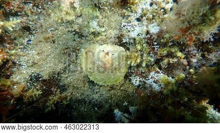 Bivalve Mollusk Saddle Oyster Or European Jingle Shell, European Saddle Oyster (anomia Ephippium) Un