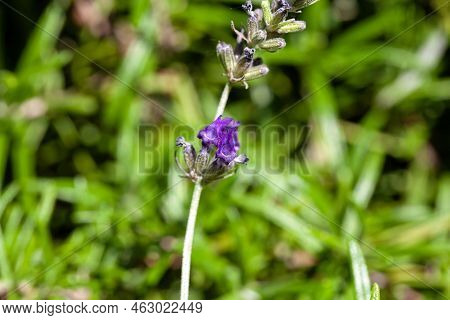 Flowers Of A Wolly Lavender, Lavandula Lanata