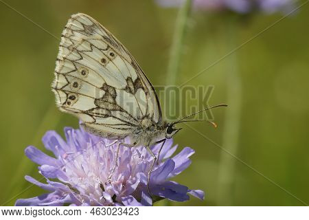 Detailed Closeup On A Marbled White Butterfly, Melanargia Galathea On A Purple Knapweed Flower