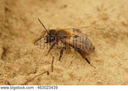 Detailed Closeup On A Furry Brown Female Chocolate Mining Bee, Andrena Scotica Sitting In The Sand