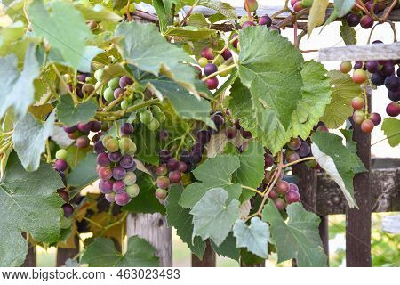 Red Grapes Ripening On The Vine - Vine Close-up