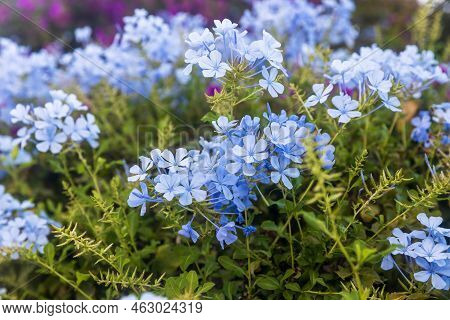 Plumbago Auriculata Lam. , Widely Known As Plumbago Capensis. Flowering Shrub.