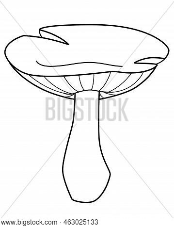 Edible Mushroom Lactarius - Vector Linear Picture For Coloring. Outline. Forest Edible Mushroom For 