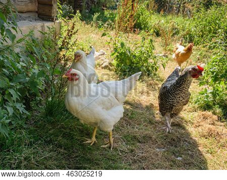 Four Domestic Hens On A Bright Sunny Day