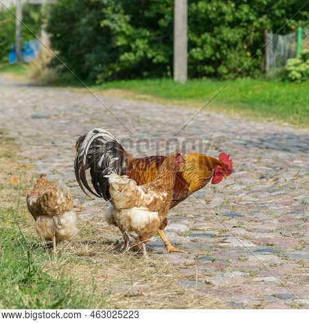 One Beautiful Rooster And Two Hens Are Walking Along The Village Street.