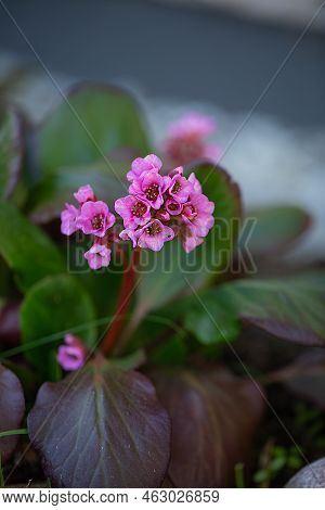 Close Up Of Bergenia Crassifolia Badan Blooming In The Spring Garden