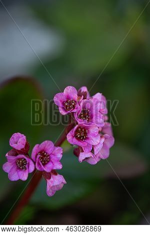 Close Up Of Bergenia Crassifolia Badan Blooming In The Spring Garden