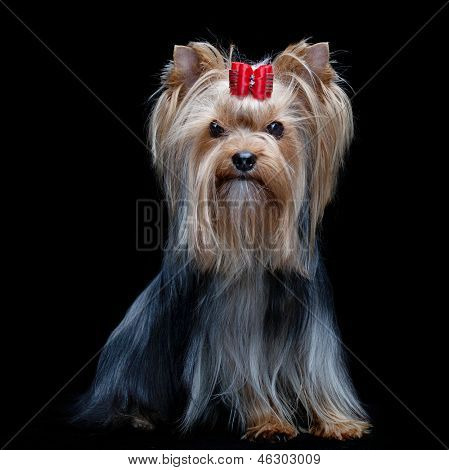 Yorkshire Terrier