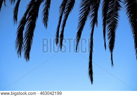 Palm Tree Leaves Black Silhouette On Blue Sky Fade Background. Perfect Summer Holiday Tropical Backg