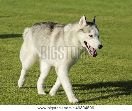 Siberian Husky