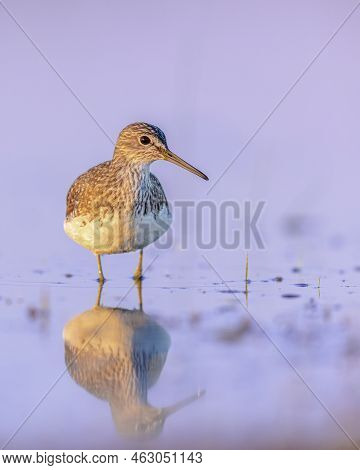 Green Sandpiper (tringa Ochropus) Is A Small Wader Shorebird Of The Old World. Bird Wading In Shallo