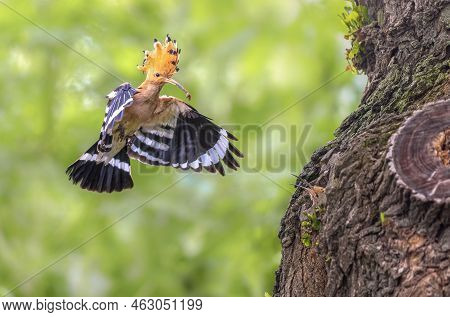 Eurasian Hoopoe (upupa Epops) Is The Most Widespread Species Of The Bird Genus Upupa, Native To Euro