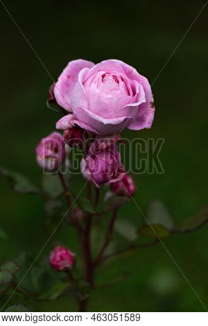 Graceful Shoots Of Medium Pink Roses With Buds On Dark Green Garden Background