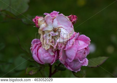 Graceful Shoots Of Medium Pink Roses With Buds And Fading Flowers Against A Dark Green Garden