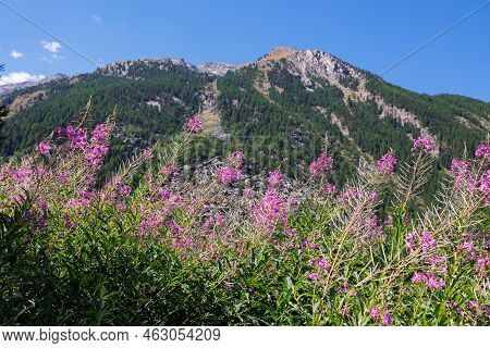 Mountain Range Of The Italian Alps And Alpine Pink Flowers Willowherb On A Sunny Summer Day.