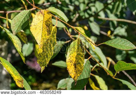 Cherry Leaf Spot Disease Or Coccomycosis Caused By Blumeriella Jaapii Fungus. Yellow Cherry Leaves W