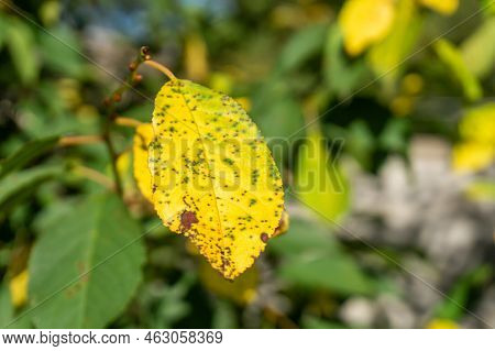 Cherry Leaf Spot Disease Or Coccomycosis Caused By Blumeriella Jaapii Fungus. Yellow Cherry Leaves W