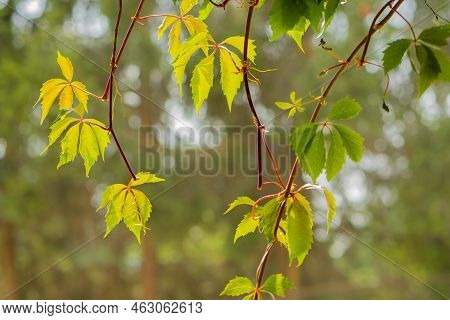 Green And Yellow Leaves Of Wild Grapes On A Blurred Background Of Nature. Parthenocissus Five-leaved