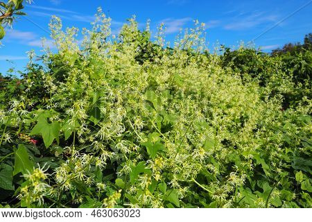 Echinocystis, Echinocystis, Is A Monotypic Genus Of Annual Herbaceous Plants Of The Cucurbitaceae Fa