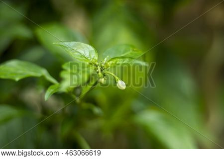 Chili Plants Flowers. Each Flower Of A Chili, Habanero, Or Pepperoni Can Pollinate Itself. In Order 