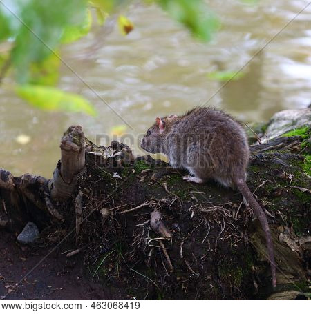 A Wild Rat Sits Near The Water On The Roots Of A Tree