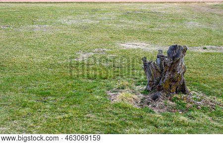 A Pair Of Old Worn Out Work Boots On The Sawed Off Branches Of An Old Tree Stump Creates An Interest