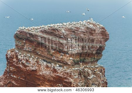 Lange, üst Helgoland birçok kuş ile Anna