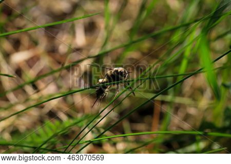 A Pair Of Woolly Hummingbirds Mating On A Blade Of Grass.