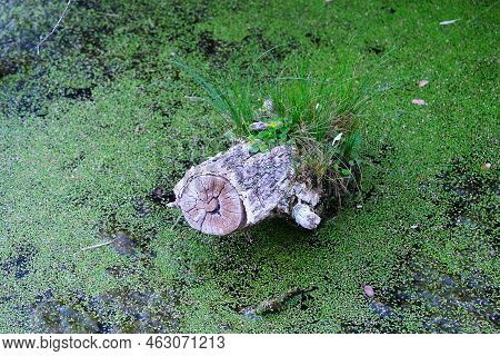 Wetland Swamp With Overgrown Water, Green Seaweeds Old Fallen Tree Stump And Wild Flower Plants Outd