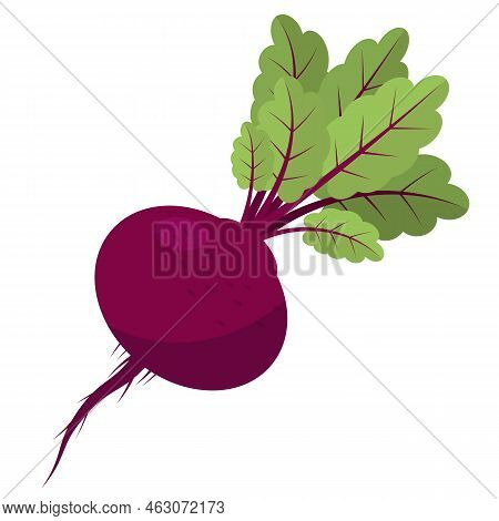 Fresh Beetroot Vegetable With Green Leaves On White Background.