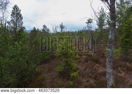 Sumava Protected Landscape Area In The Czech Republic In Europe. Area Chalupska Slat - Forests, Mead